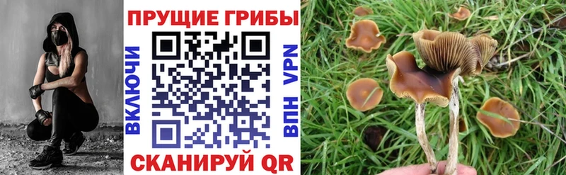как найти   Югорск  Галлюциногенные грибы GOLDEN TEACHER 